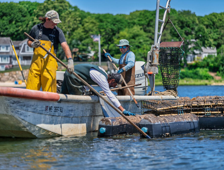 Looking for oysters in a boat - Rose and Garnet