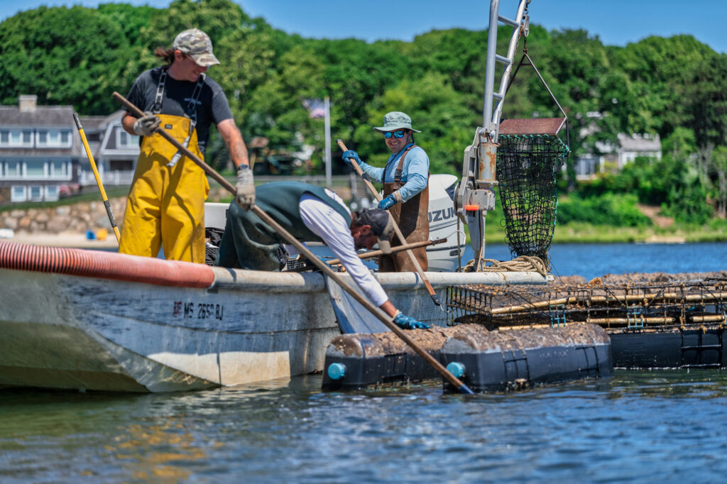 Looking for oysters in a boat - Rose and Garnet